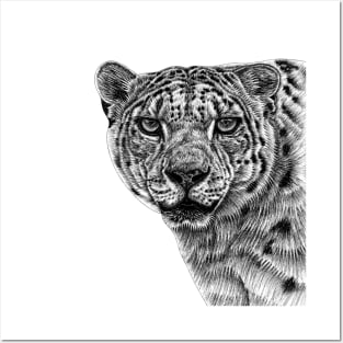 Snow leopard big cat Posters and Art